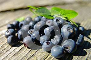 Bilberry