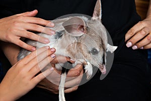 Bilby