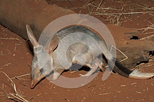 Bilby