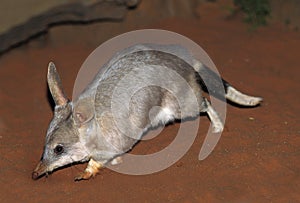 BILBY macrotis lagotis, AUSTRALIA