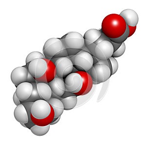 Bile acid (cholic acid, cholate) molecule. Cholic acid is the main bile acid in humans. Atoms are represented as spheres with photo