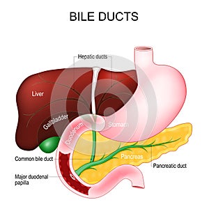 Bile ducts. digestive system photo