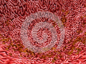 Bile on a intestines surface