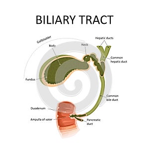 Biliary tract. Gallbladder and bile duct. photo