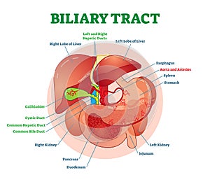 Biliary tract medical vector illustration system diagram with stomach, pancreas, spleen, gallbladder ducts and liver.