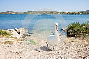 Bilice, Sibenik-Knin, Croatia - A white swan walking upwards the beach