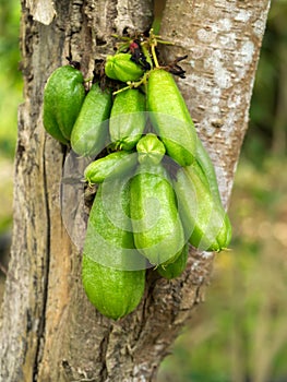 Bilimbi (Averhoa bilimbi Linn.) on tree