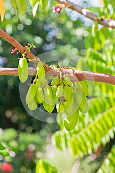 Bilimbi Fruit