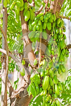 Bilimbi Fruit