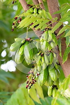 Bilimbi fruit on tree