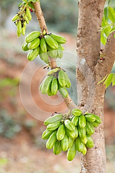 Bilimbi fruit on tree