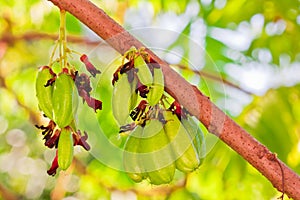 Bilimbi Fruit on tree