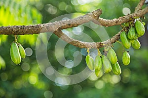 Bilimbi Fruit on the tree