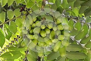 Bilimbi fruits