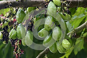 Bilimbi fruits on plant
