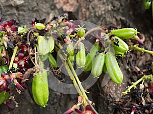 Bilimbi on the tree.