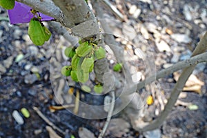 Bilimbi,tropical fruit