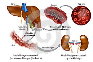 Bilirubin Metabolism vector