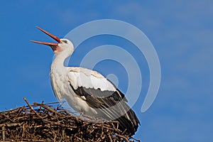 A bill-clattering stork (ciconia ciconia)