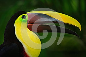 Bill toucan portrait. Beautiful bird with big beak. Toucan. Big beak bird Chesnut-mandibled sitting on the branch in tropical rain