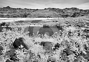 Bill Williams River Wildlife Refuge, Arizona