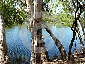 Billabong, Cape York Peninsula