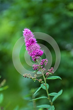 Billards Spirea Blooming flowers