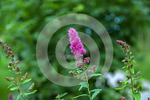 Billards Spirea Blooming flowers