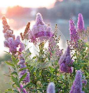 Billards Spirea Blooming flowers in the morning park on the lake