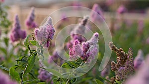 Billards Spirea Blooming flowers in the morning park on the lake