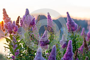 Billards Spirea Blooming flowers in the morning park on the lake