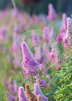 Billards Spirea Blooming flowers in the morning park on the lake