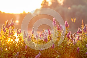 Billards Spirea Blooming flowers in the morning park on the lake