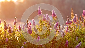 Billards Spirea Blooming flowers in the morning park on the lake