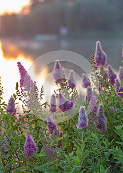 Billards Spirea Blooming flowers in the morning park on the lake