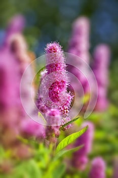 Billards Spirea - Spiraea x billard