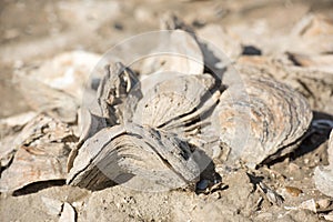 Billion year old shells on the beach