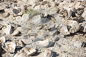 Billion year old shells on the beach