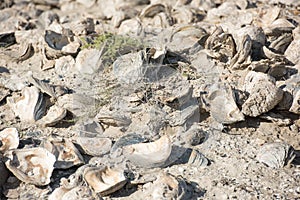 Billion year old shells on the beach