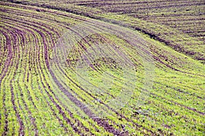 Billowy field photo