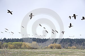 Billy Frank Jr. Nisqually National Wildlife Refuge