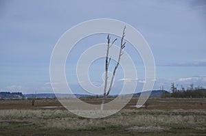 Billy Frank Jr. Nisqually National Wildlife Refuge winter dead tree