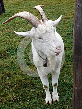 Billy goat photo