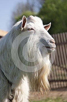 The billy goat photo