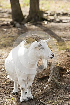 Billy goat