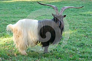 Billy goat photo