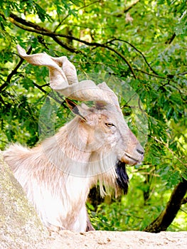 Billy-goat