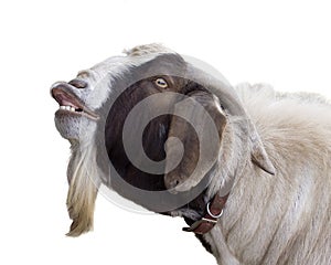 Billy Goat photo