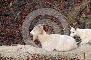 Billy-goat with baby goat