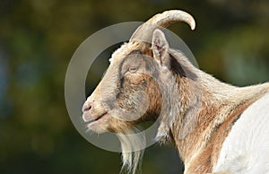 Bollitore da campo una capra vista ravvicinata di Testa un 